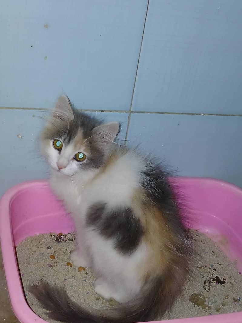 Kitten Available 2