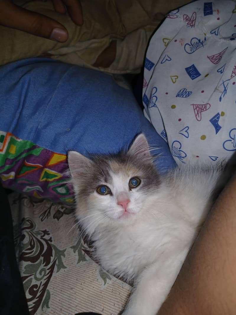 Kitten Available 4