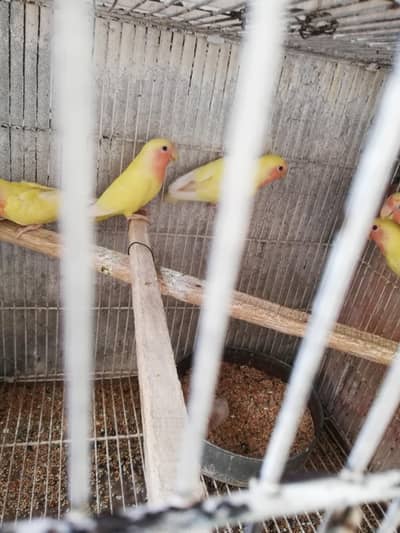 common Latino red eyes, home breed phaty