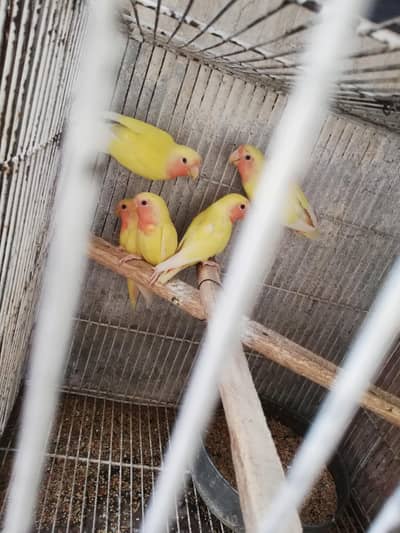 common Latino red eyes, home breed phaty