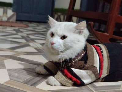 Cute white male cat - furr white cat