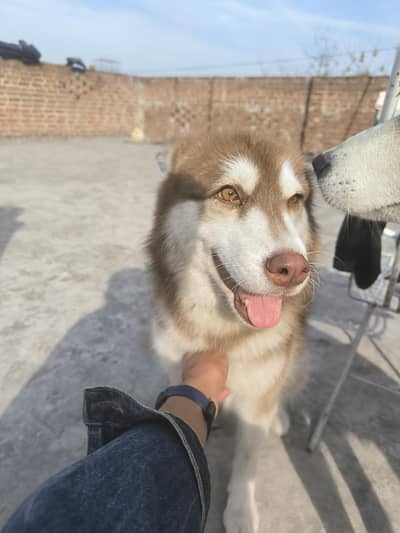 Siberian huskey female brown.