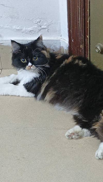 Calico persian  female