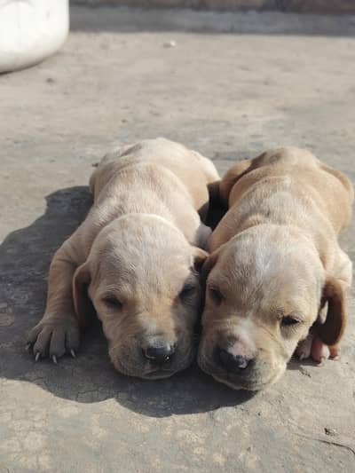 Dasi panter male and female  2 week