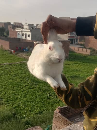 red eyes rabbits