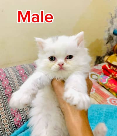 Persian kittens [ triple coated ] available
