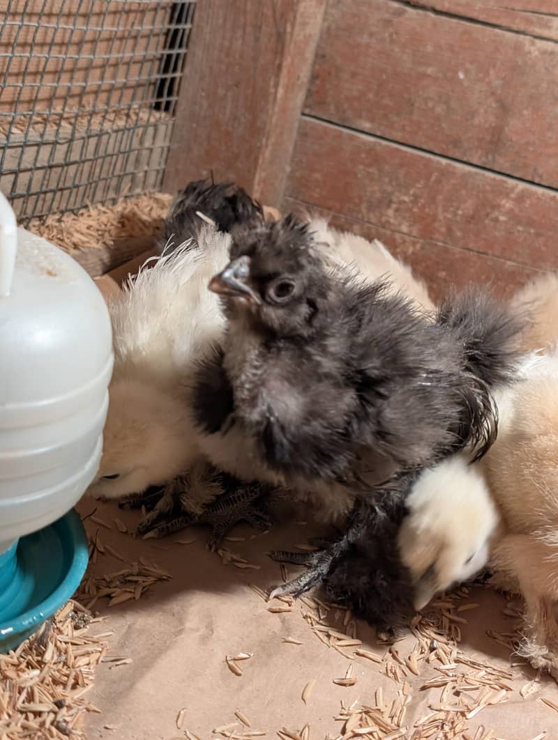 Fancy chicks available 0