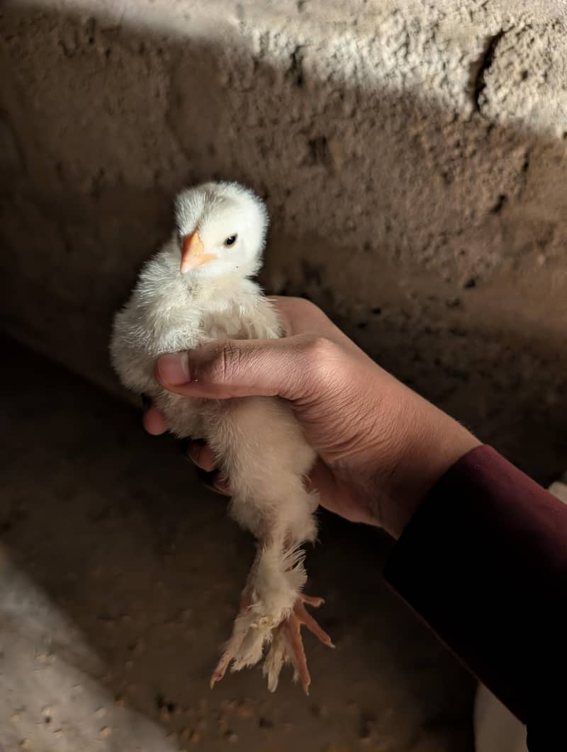 Fancy chicks available 1
