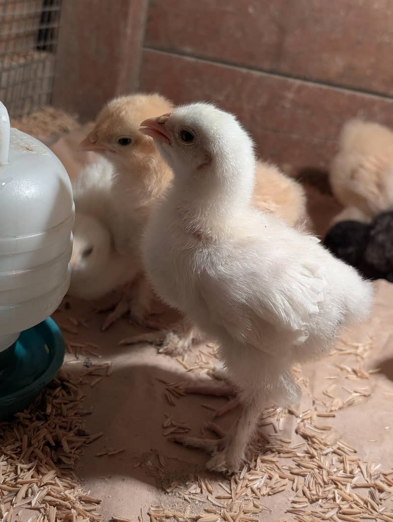 Fancy chicks available 3