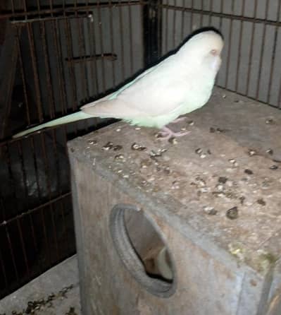 king size red eye white budgies breeder pair for sale.