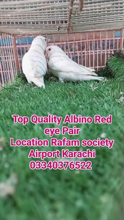 top Quality Albino red eye pair 03340376522 whatsapp only