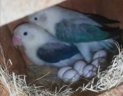 Voilet Euwing Opaline Breeder Female For Sale  03129196869