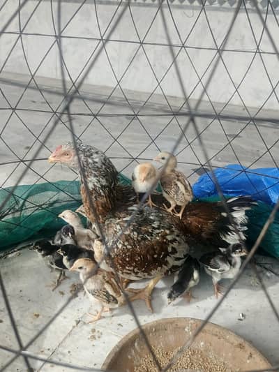 high quality 20 chicks 2 madyea