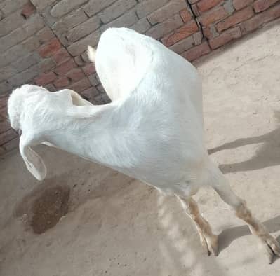 tadi Bakra for sale contact WhatsApp 0 3,23 ,21,54,780
