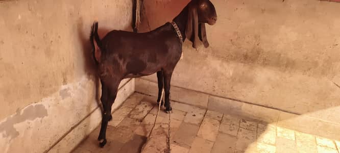 doodh wali nasal ha , behtreen bakir ha,