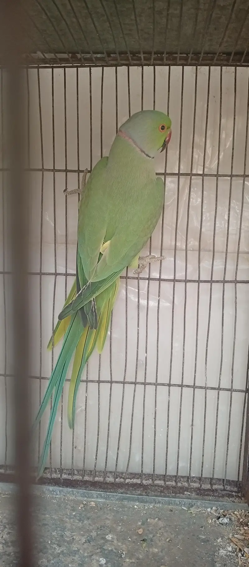 Ringneck — photo 2