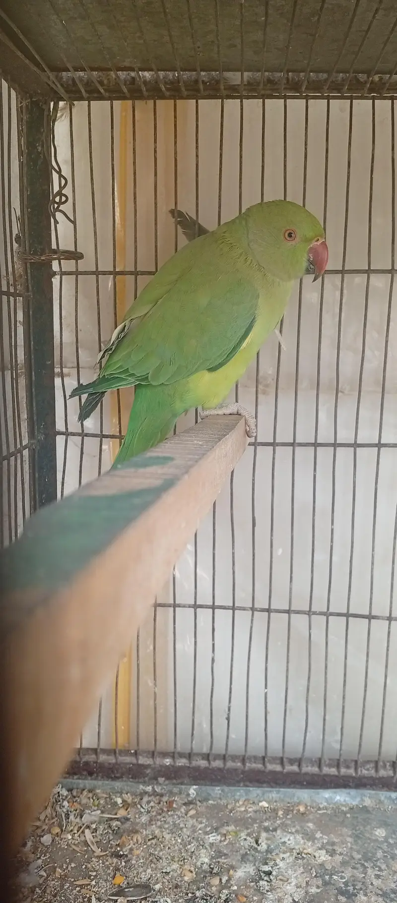 Ringneck — photo 3