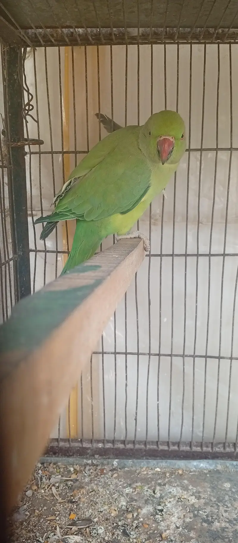 Ringneck — photo 4