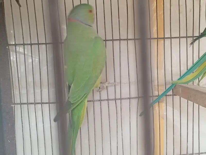 Ringneck — photo 5