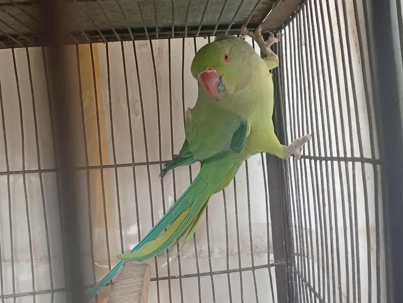 Ringneck — photo 6