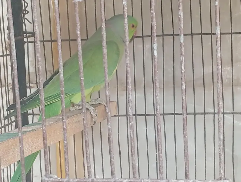 Ringneck — photo 7