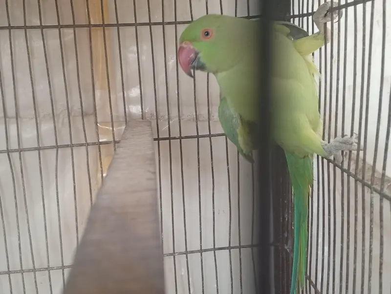 Ringneck — photo 8
