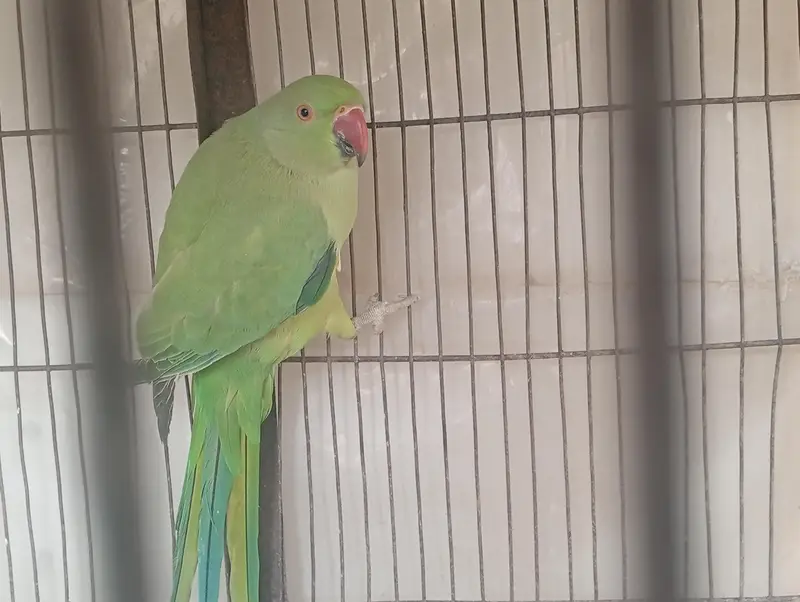 Ringneck — photo 9