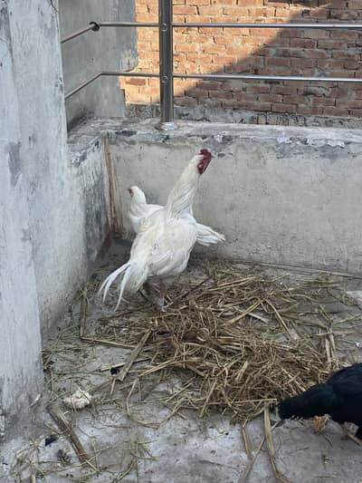 Heera aseel murga Whatsp 03244371429