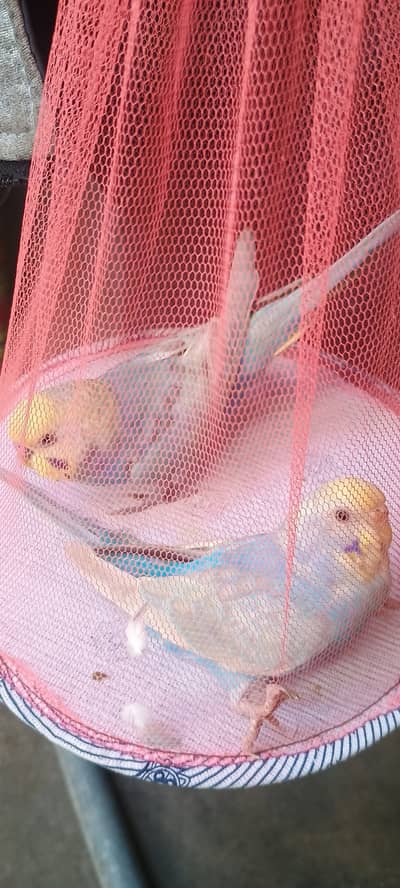 Rainbow ready to breed pair available