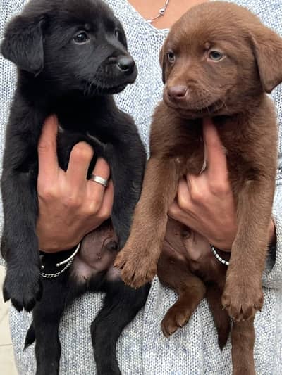 Lab pups male and female pups