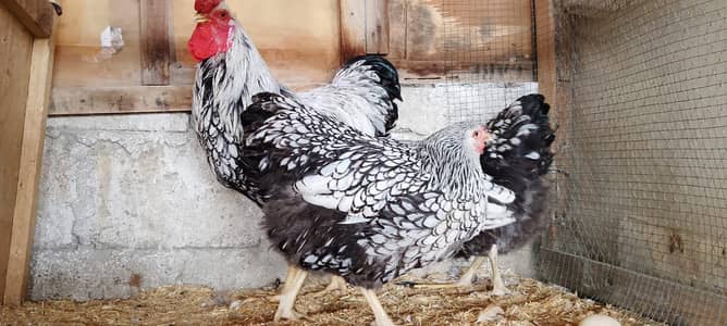 SILVER LACED WYANDOTTE  1+2