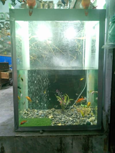 fish aquarium with decoration