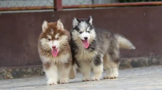 Siberian husky puppy