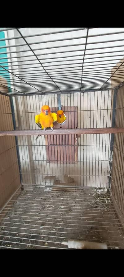 Sun Conure Breeder Pair for sale