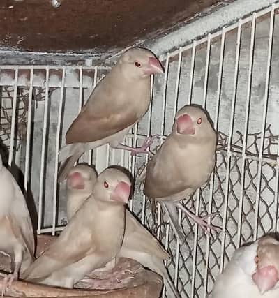 Healthy and active fawn java chicks for sale