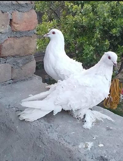 Assalamualaikum . . . . . . .