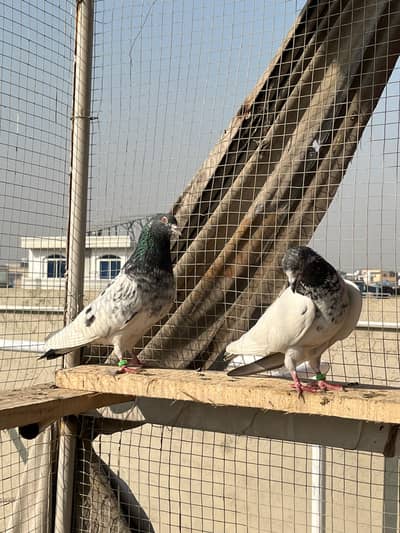 Outstanding breeder Pigeons