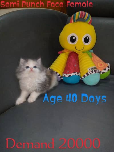 Cute & Loving Persian Kittens/Cats Each Demand Mention On Picture