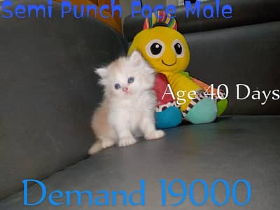 Cute & Loving Persian Kittens/Cats Each Demand Mention On Picture
