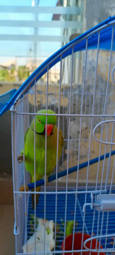 Handtamed ringneck parrot