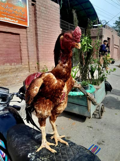 pure band gadi yellow line Aseel