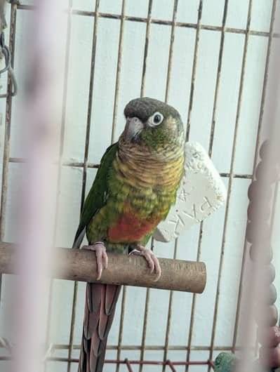 Green conure Female parrot