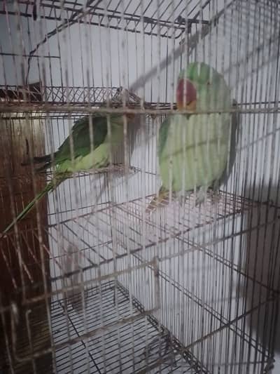 kashmiri raw parrot first sale 03494878406wahtsap