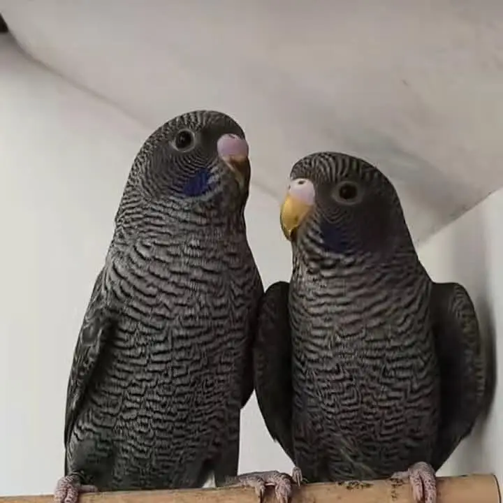 Bajree Birds | Albino | Black Face | Black Wings | Combos |Parrots — photo 2