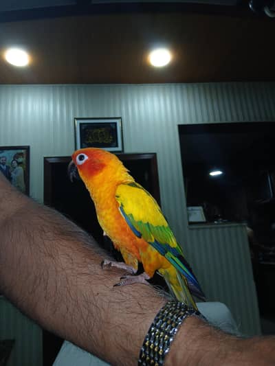 Handtame sunconure Confirm Male