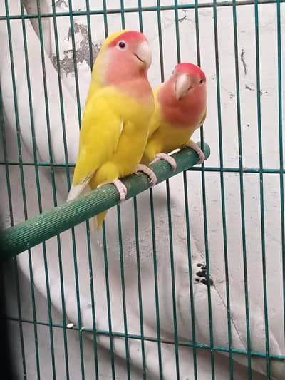 common Latino love bird pair
