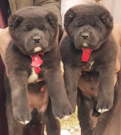 alabai dog | king alabai | alabai puppies | guard dog