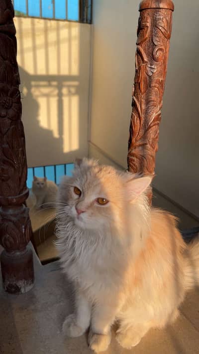 Ginger Persian