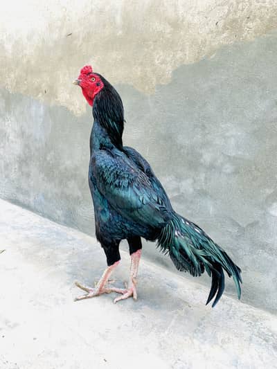 بہت ہی خوبصورت  کٹ مشکا مرغا لونگ ہائٹ 03074903624