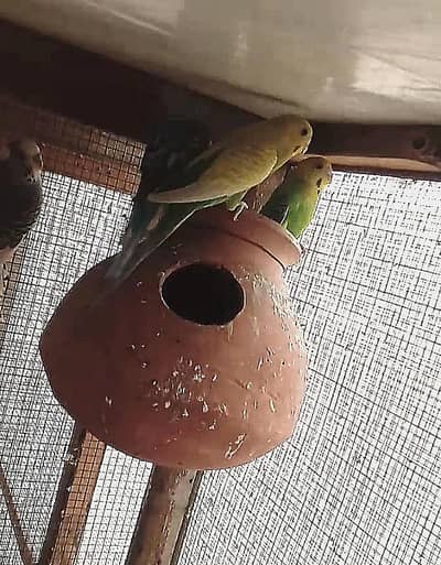 budgies breeder pair for sale